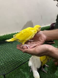 yellow ringneck chicks