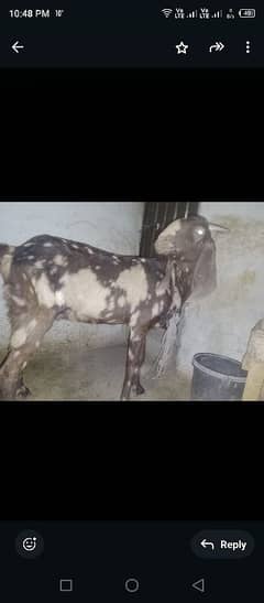 Pregnant goat for sale