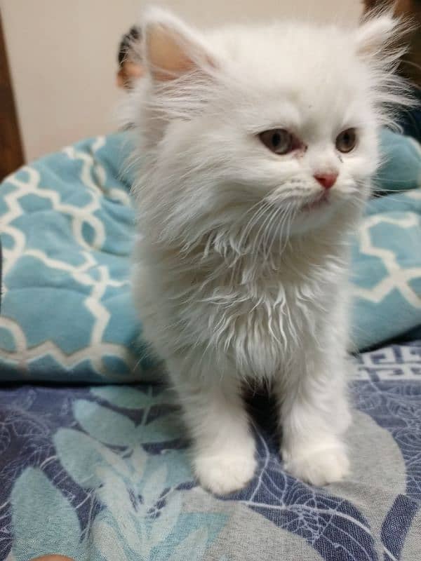 Persian cat 0