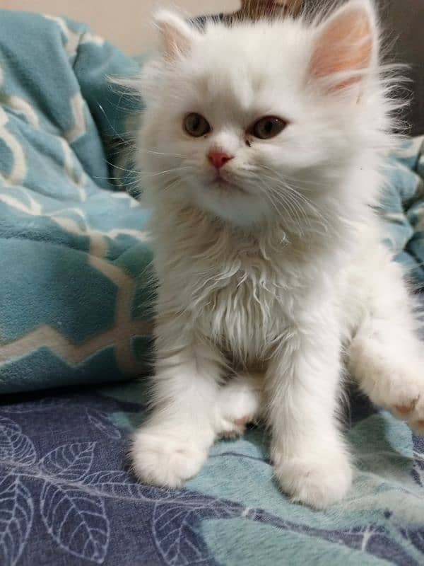 Persian cat 1