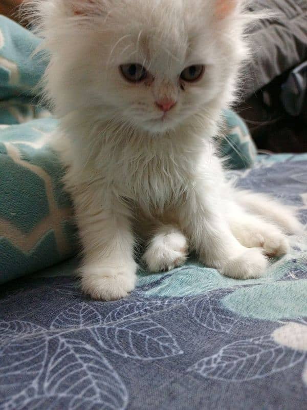 Persian cat 2