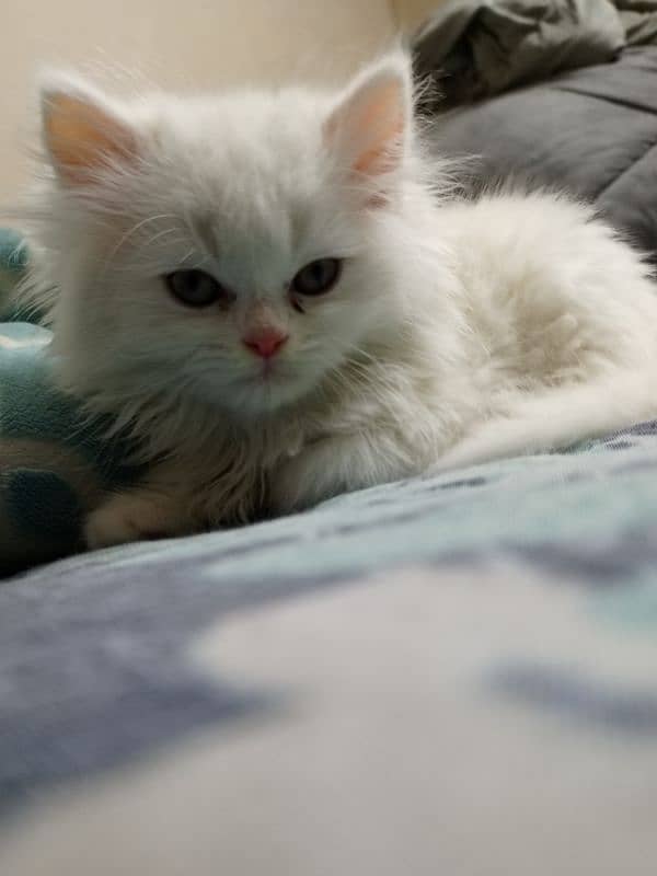 Persian cat 4