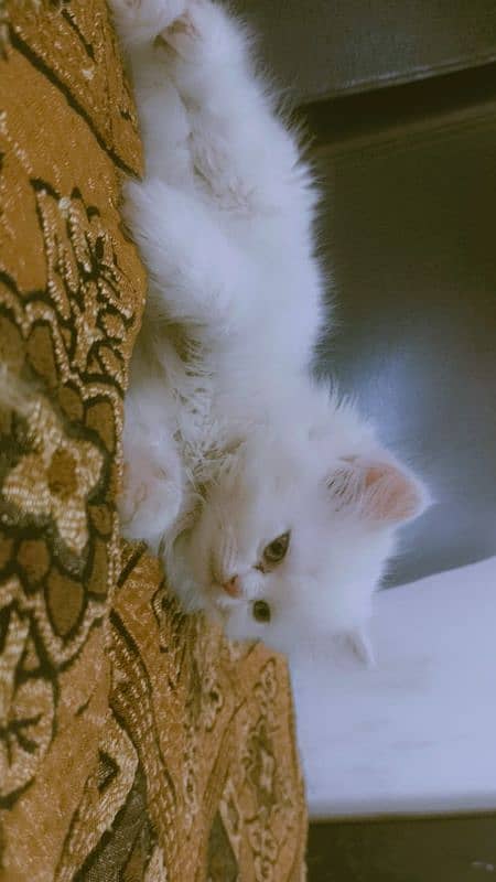 Persian cat 5