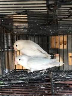 Adult Albino Love Bird (Black Eyes)