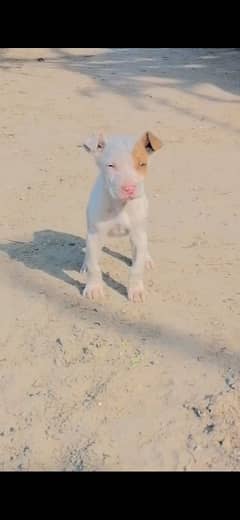 pure gultair pink nose male puppy