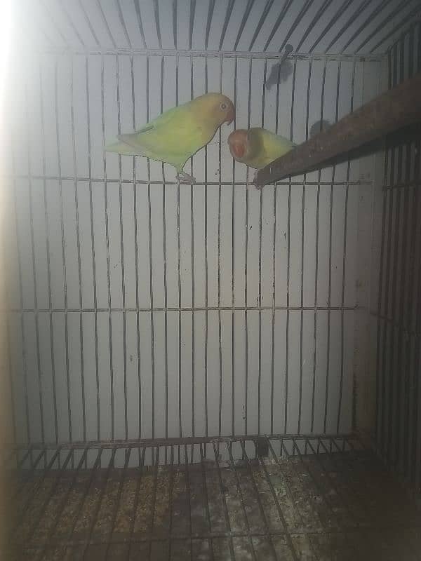 lovebirds 0