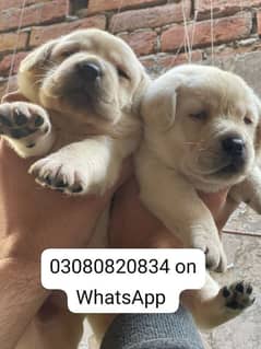 Labrador puppies for sale