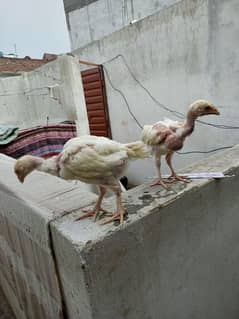 Heera Aseel Chick pair ( 03204661930 )