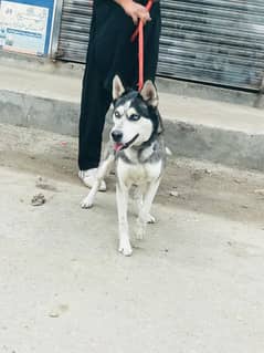 Siberian husky male for sale