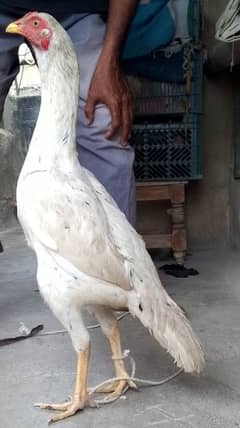 white murgi & turkey bird pair & duck pair for sale