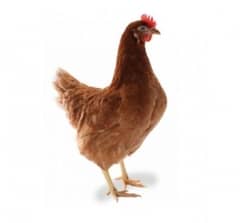 lohmann brown hen