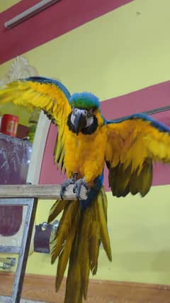 Macaw gold wing,hand tame,talking