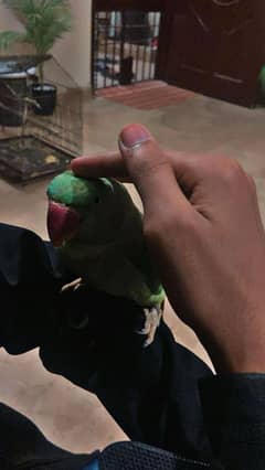 Raw parrot female