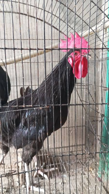 khumray pair for sale with 2 baby and desi hens pair for sale 8