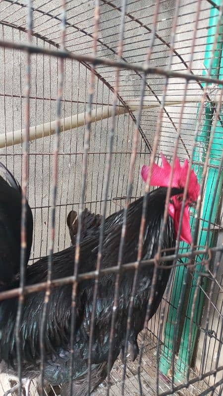 khumray pair for sale with 2 baby and desi hens pair for sale 9