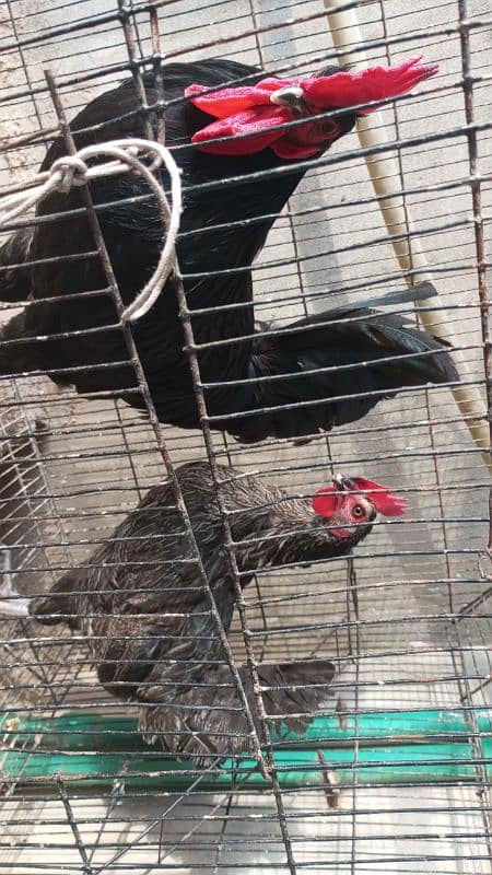 khumray pair for sale with 2 baby and desi hens pair for sale 10