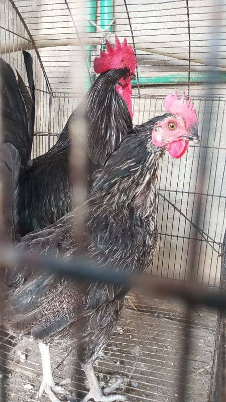 khumray pair for sale with 2 baby and desi hens pair for sale 11