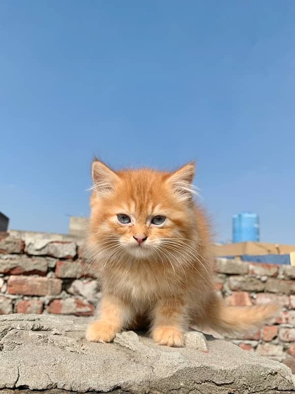 Persian kitten Pair 0