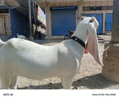 Golabi Goat fully healthy and active