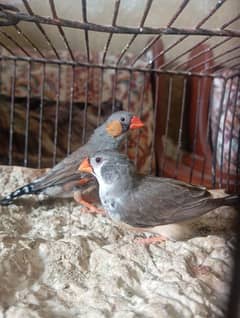 eumo zebra finch