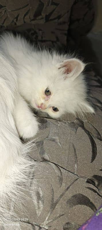 Persian Kittens | White Persian Kittens 1