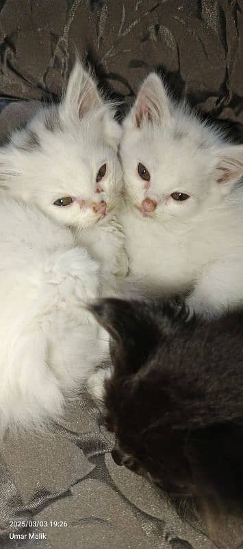 Persian Kittens | White Persian Kittens 5