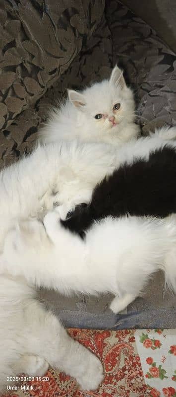 Persian Kittens | White Persian Kittens 7