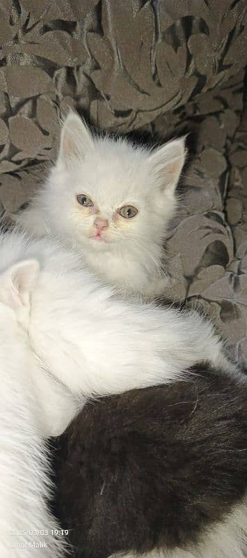 Persian Kittens | White Persian Kittens 8