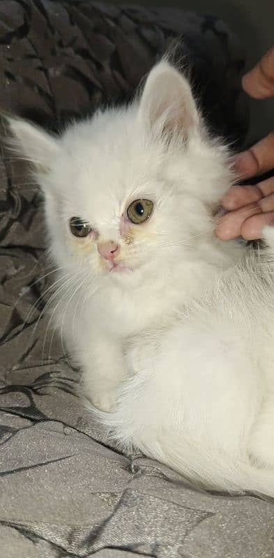 Persian Kittens | White Persian Kittens 9