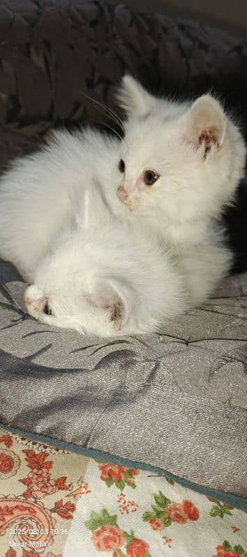 Persian Kittens | White Persian Kittens 10