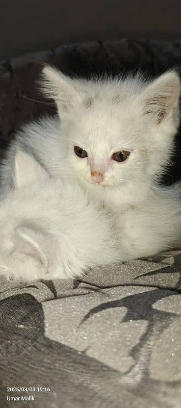 Persian Kittens | White Persian Kittens 11