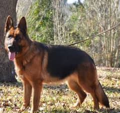 German shepherd female