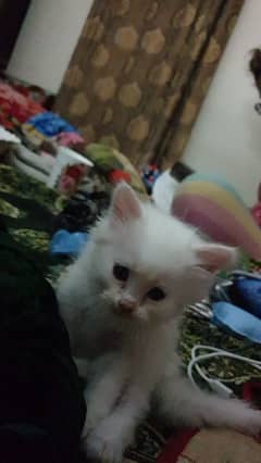 persian kittens dor sale full black and full white