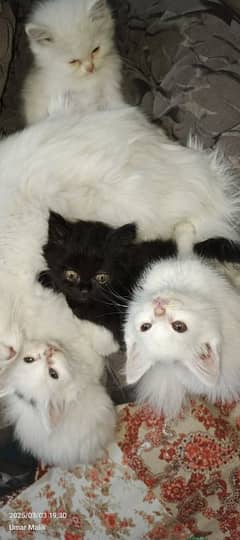 Persian Kittens | White Triple Coated