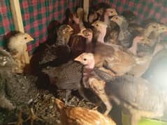 healthy and active pure desi chicks breeder also for sale