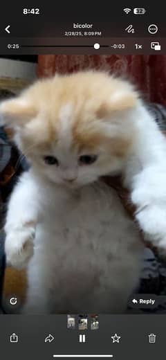 Persian Semi Punch Face Triple Coated Male Kitten for Sale