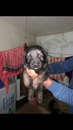 German shepherd loong coat Puppy Available