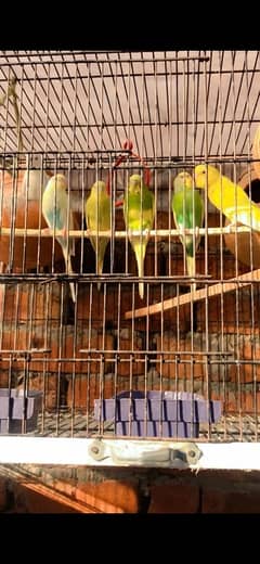 Australian parrot 3 breeder pair he