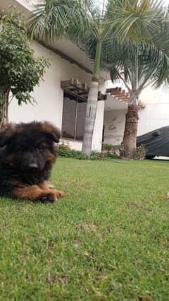 German shepherd male puppy long coat heavy bone (03201226969)