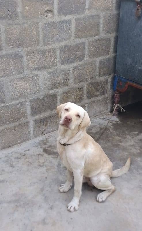 03497322796 Labrador show class male only for stud 1