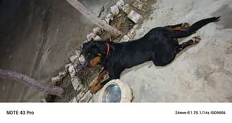 adult Healthy rottweiler for sale