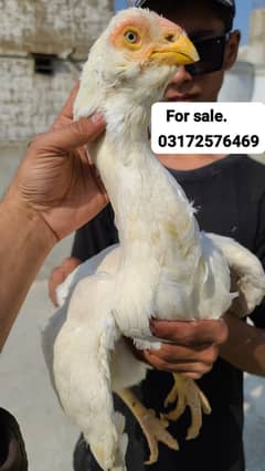 Kandhari female pepar wight for sale