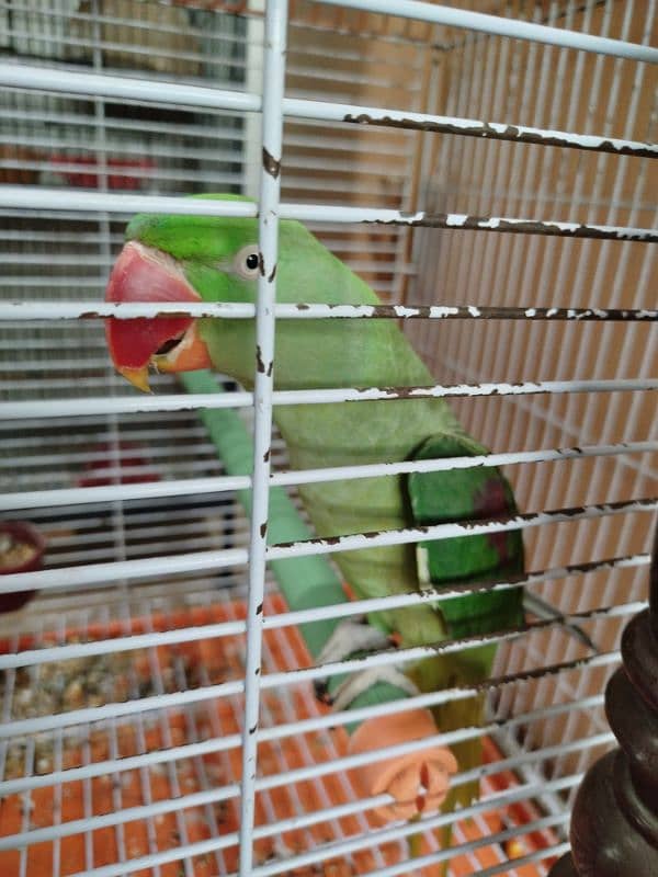 Row Parrot 1