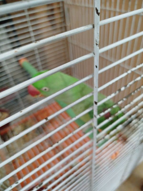 Row Parrot 2