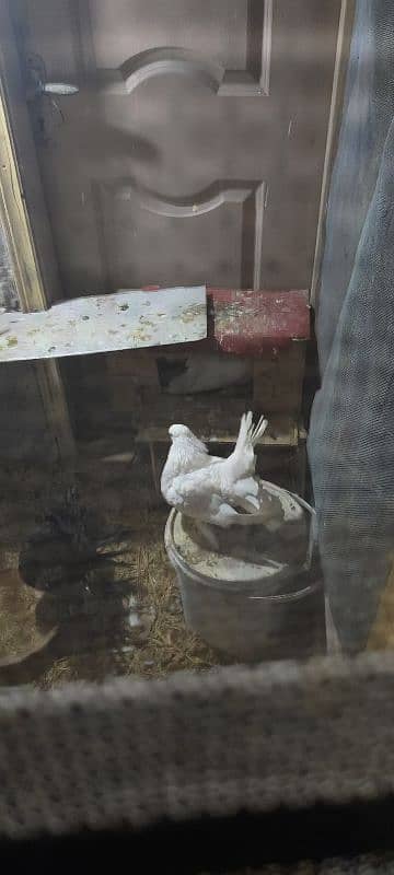 English Fantail breeder pair breed na kare to pese wapas guarantee 0