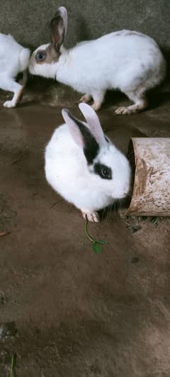 Baby rabbits and breeders are available.