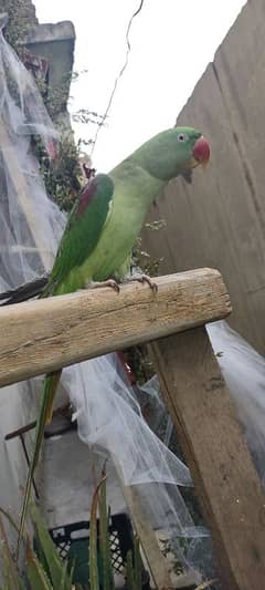 kashmiri raw female parrot for sale