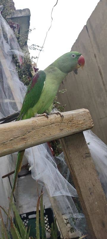 kashmiri raw female parrot for sale 0