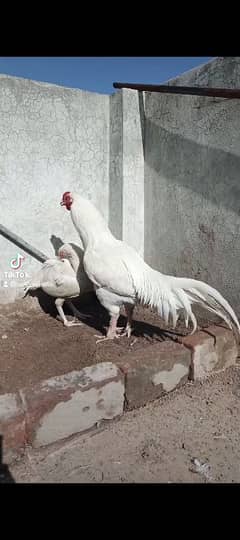 heera aseel pair paper white female permoch hy male blue ring ma hy