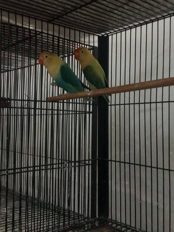 All Breeder setup for sale Lovebird. 8